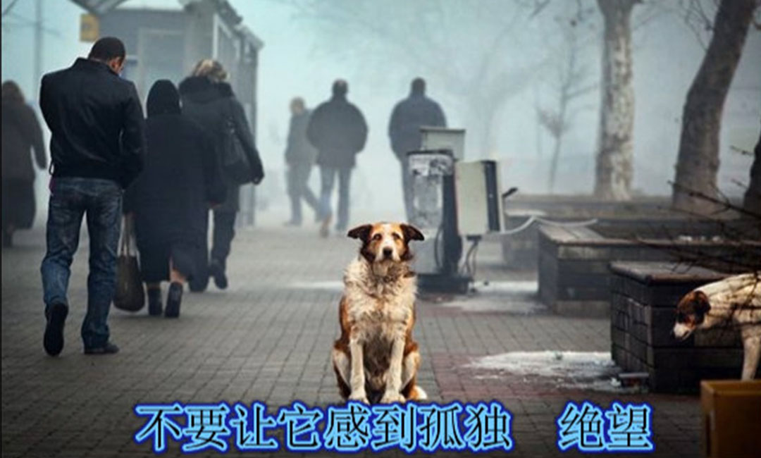 广东广东爱影圈微博微信转发案例